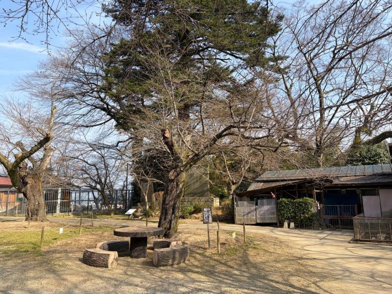 標本木　全景